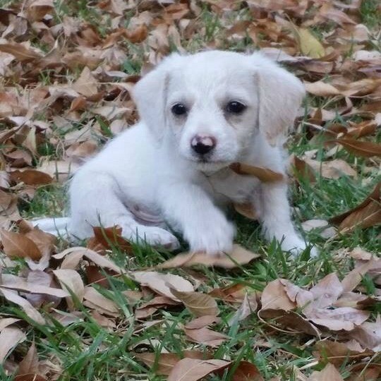 white puppy outside