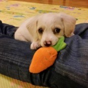 holding carrot toy