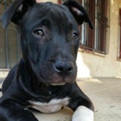 black and white puppy