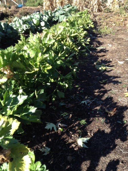 celery in the garden