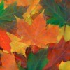 colorful maple leaves