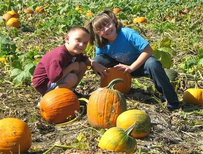 Searching for the Perfect Pumpkin