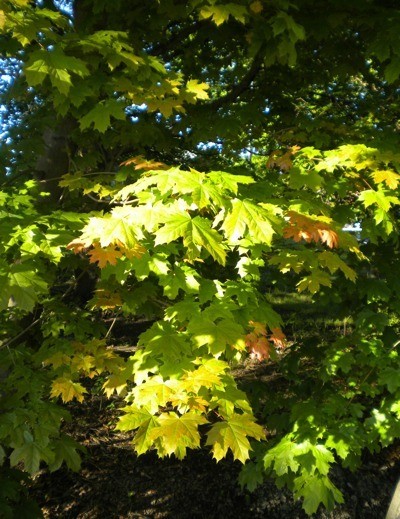 Changing Maple Leaves