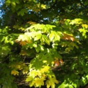 Changing Maple Leaves