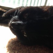 close up of black cat