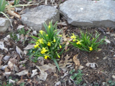 A bunch of miniature daffodils growing outside.