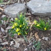 Miniature Daffodils