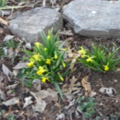 A bunch of miniature daffodils growing outside.