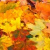 beautiful colorful fall maple leaves