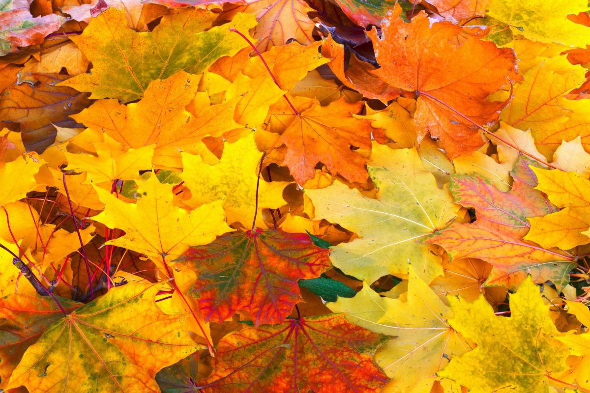 Photos of Fall Leaves | ThriftyFun
