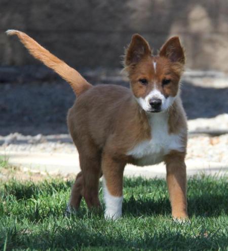 Aussie mix, brown and white