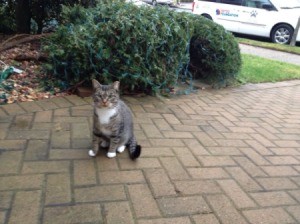 tabby cat on brick walk