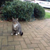 tabby cat on brick walk