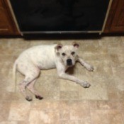 dog on beige tile