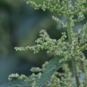 common or stinging nettle