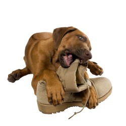 puppy chewing on shoe