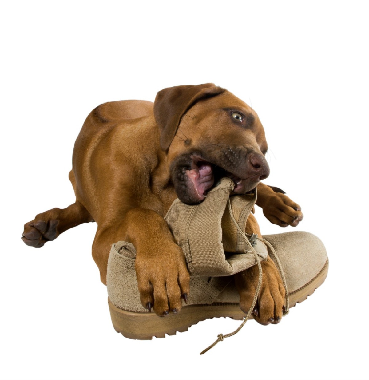 how to get dogs to stop chewing shoes