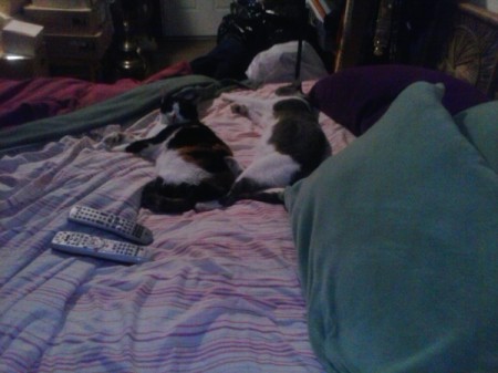 kitties on the bed