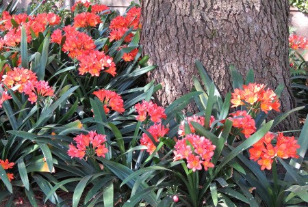 bright orange flowers under a pine tree