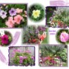 montage photos of garden