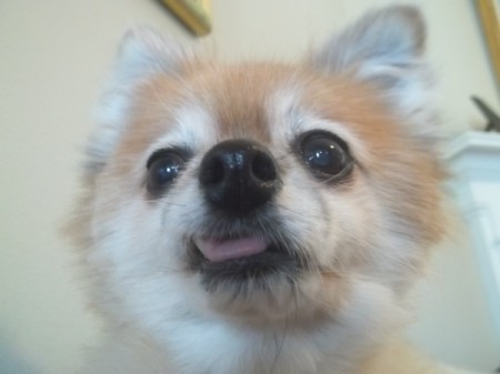 closeup of Buttons, a Pomeranian, sticking out her tongue.