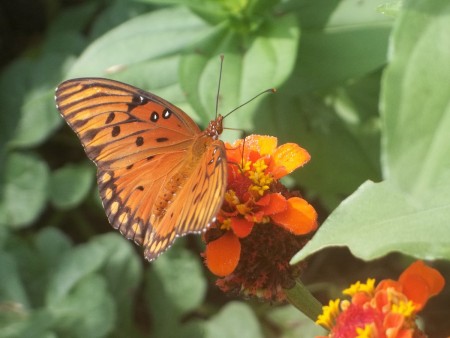 orange butterfly with black spots