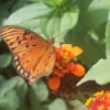 orange butterfly with black spots