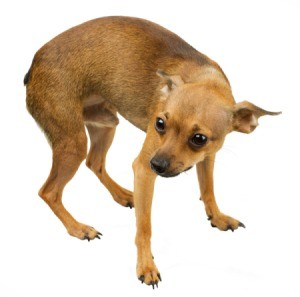scared dog with tail between legs