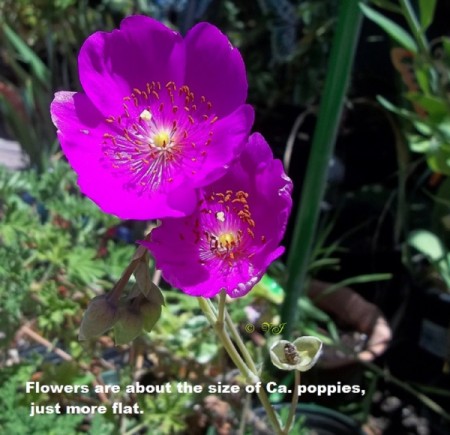 blooming succulent with purple flower