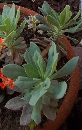 succulent with tiny orange flowers