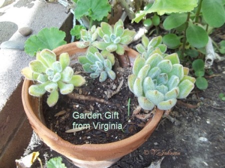 succulents in clay pot