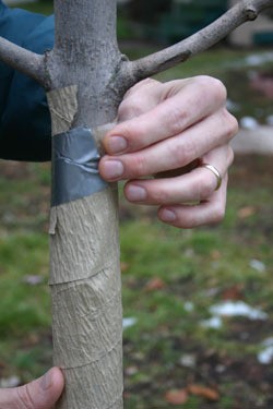 Applying Wraps To Trees