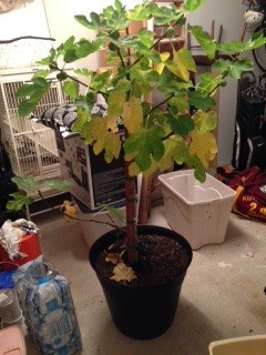 potted fig tree