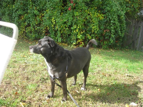 large black dog in yard