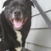 black dog with large head and white chest