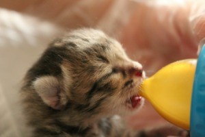kitten drinking out of a bottle