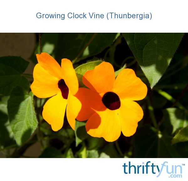 Growing Clock Vine (Thunbergia) | ThriftyFun