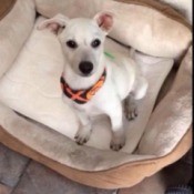 puppy looking up at camera from inside dog bed