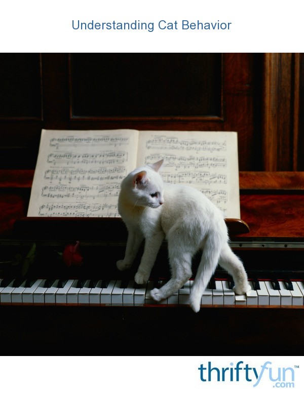 Understanding Cat Behavior ThriftyFun