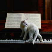 white cat on piano