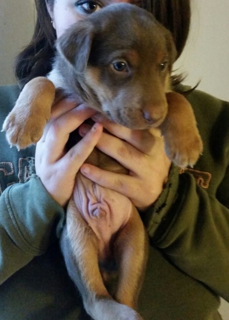 someone holding a young male puppy