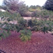mimosa tree