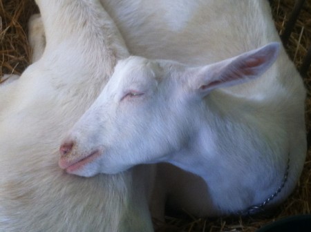 Smiling Goat