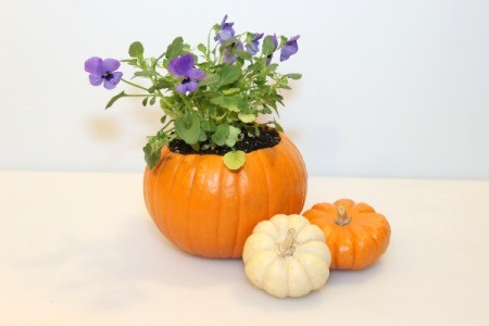 Mini Pumpkin Planter
