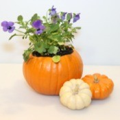 Mini Pumpkin Planter