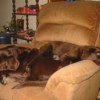 dog pile on recliner