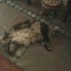 cat upside down on tile floor