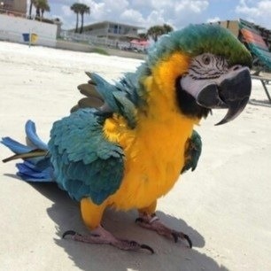 blue and yellow macaw