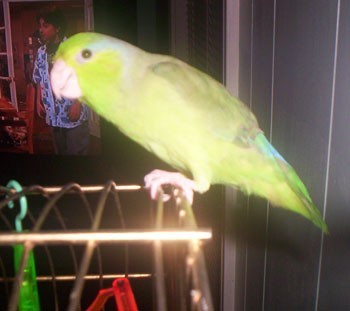 Skittle Katherine - Parrot - Hurricane Katrina Rescue