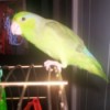 Skittle Katherine - Parrot - Hurricane Katrina Rescue
